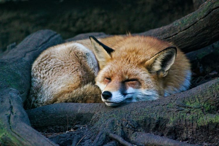 Deploying Gitlab with Apache on Ubuntu 16.04